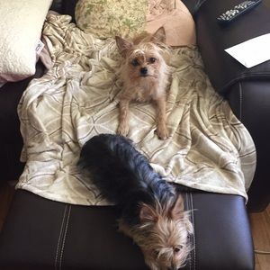 Meet your Posher, Roxie